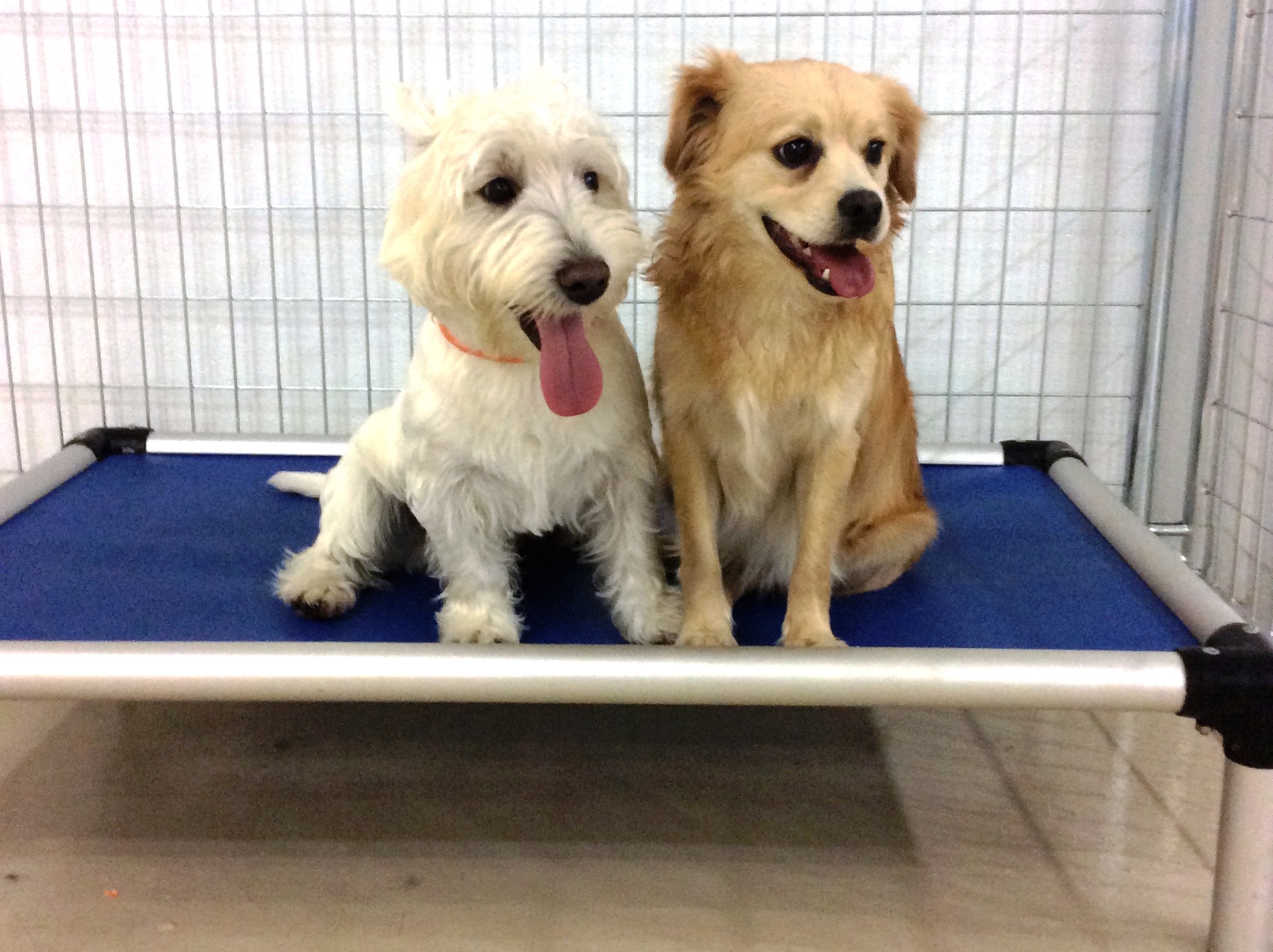 What you should know about Boarding Dog Vs. Daycare?