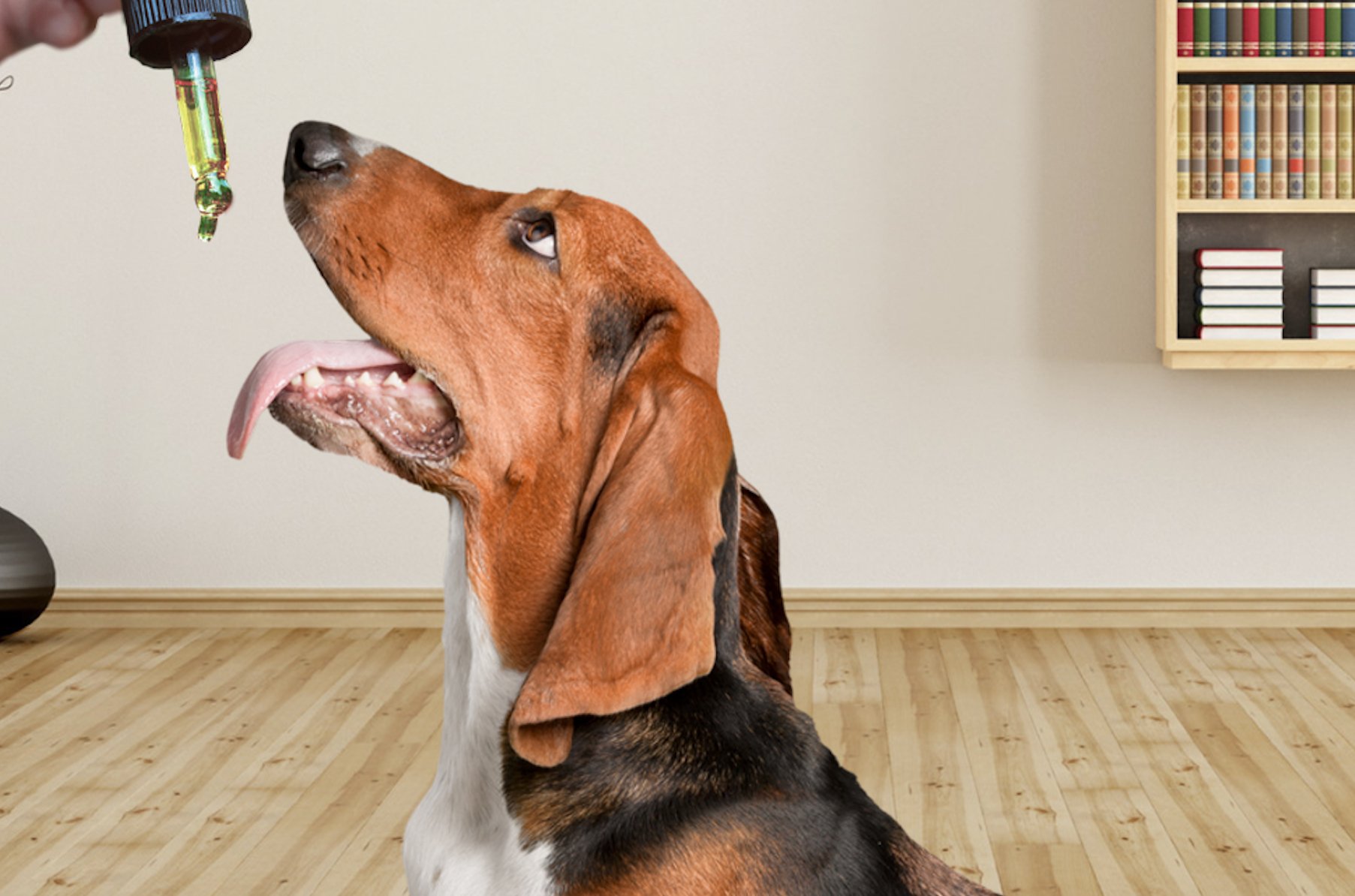 CBD help reduce the amount of suffering that dogs feel as a result of allergies