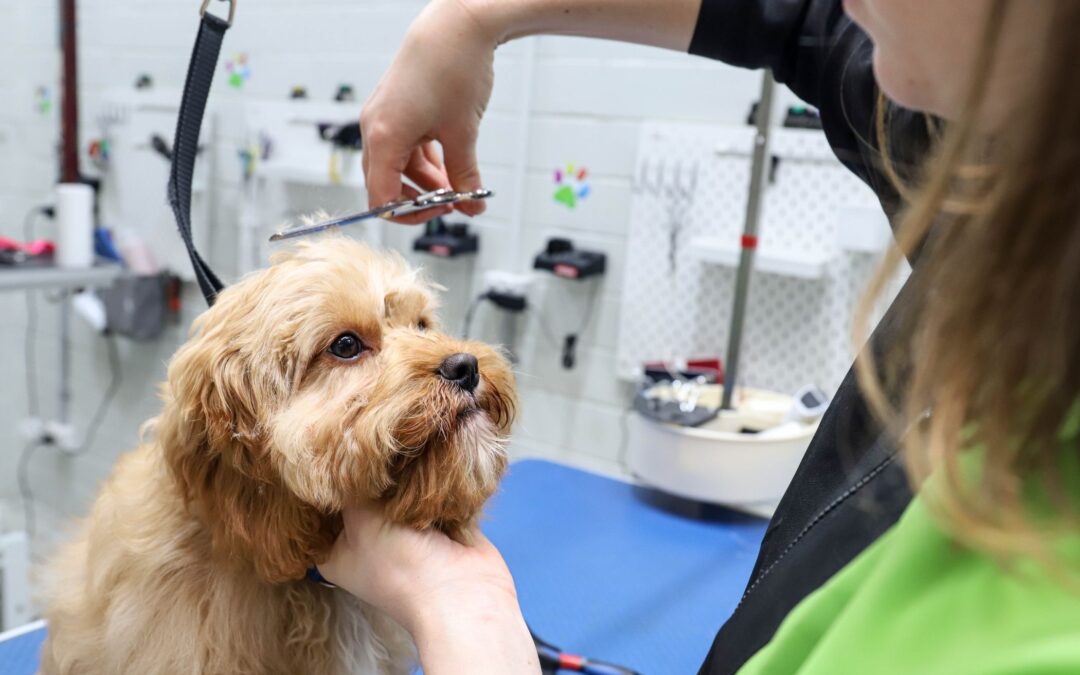 Frequent mistakes made when petting a dog at home