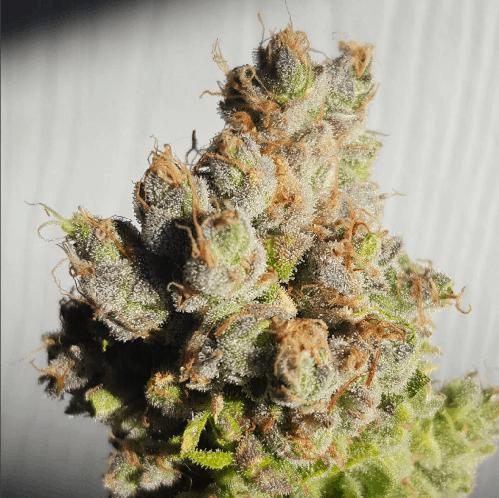 Hello Mello: Get Hassle-Free Professional Advice From Experts On Plant Based Medicine
