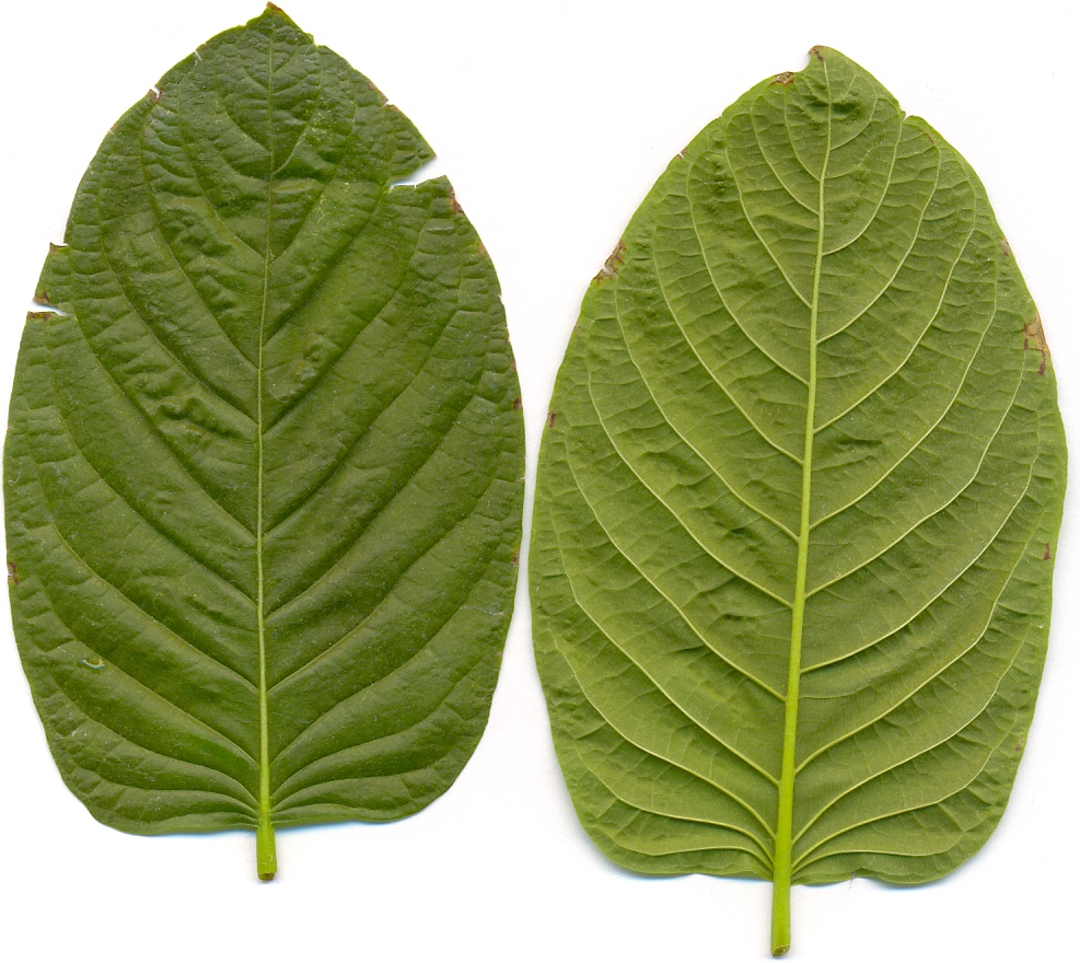 Kratom leafes