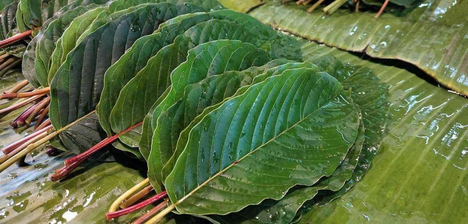 Strength Defined: Exploring the Mightiest Kratom to Improve Health